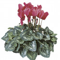 Cyclamen Sierra