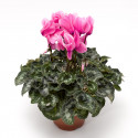 Cyclamen Sierra