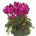 Cyclamen Sierra