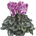 Cyclamen Sierra