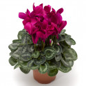 Cyclamen Sierra