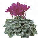 Cyclamen Sierra