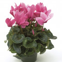 Cyclamen Sierra