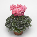 Cyclamen Sierra