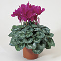 Cyclamen Sierra