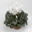 Cyclamen Sierra