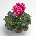 Cyclamen Sierra