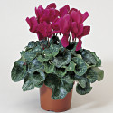 Cyclamen Sierra