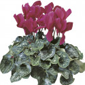 Cyclamen Sierra