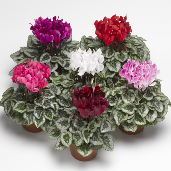 Cyclamen Silverado