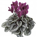 Cyclamen Silverado