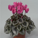 Cyclamen Silverado