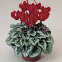 Cyclamen Silverado