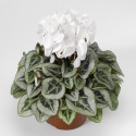 Cyclamen Silverado