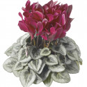 Cyclamen Silverado