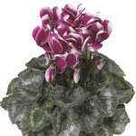 Cyclamen Snowridge M...