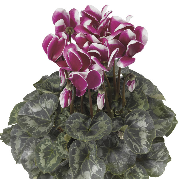 Cyclamen Snowridge Maxi