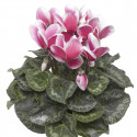 Cyclamen Snowridge Maxi