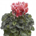 Cyclamen Snowridge Maxi