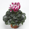 Cyclamen Snowridge Maxi