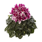 Cyclamen Snowridge M...