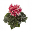 Cyclamen Snowridge Midi