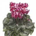 Cyclamen Snowridge Midi