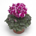 Cyclamen Snowridge Mini