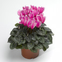 Cyclamen Snowridge Mini