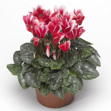 Cyclamen Snowridge M...
