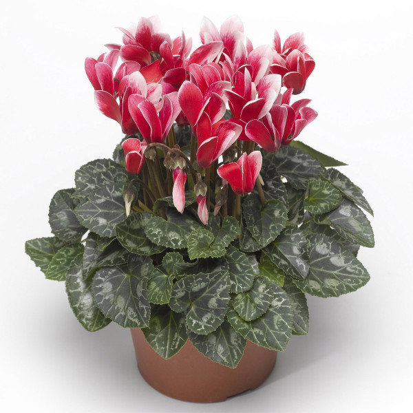 Cyclamen Snowridge Mini