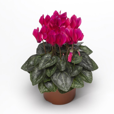 Cyclamen Winfall...