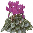 Cyclamen Winfall