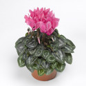 Cyclamen Winfall