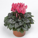 Cyclamen Winfall