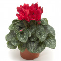 Cyclamen Winfall