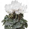 Cyclamen Winfall