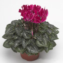 Cyclamen Winfall