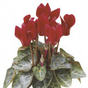 Cyclamen Winfall