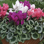 Cyclamen Winter Ice...