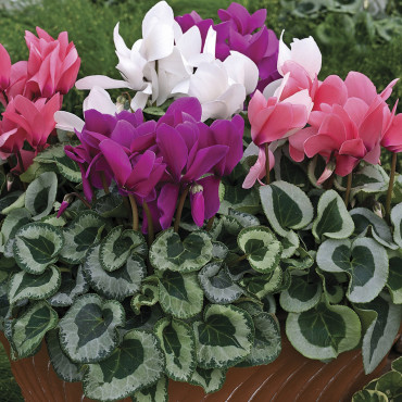 Cyclamen Winter Ice...