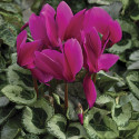 Cyclamen Winter Ice