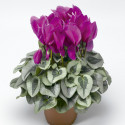 Cyclamen Winter Ice