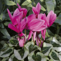 Cyclamen Winter Ice