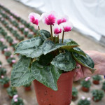 Cyclamen Aloha...
