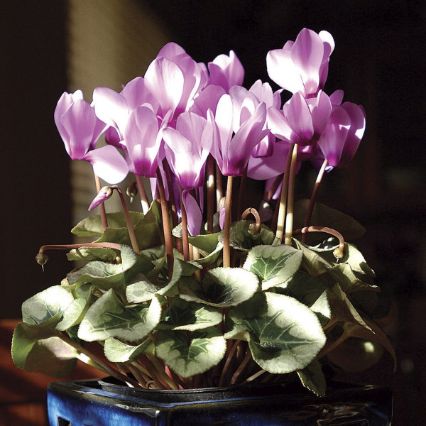 Cyclamen Canto Silver