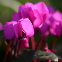 Cyclamen Cyberia