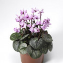 Cyclamen Cyberia