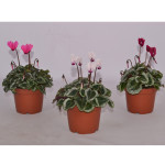 Cyclamen Outsider...