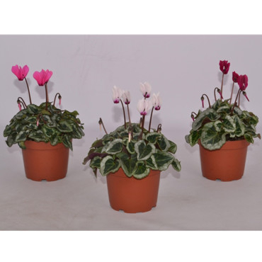 Cyclamen Outsider...